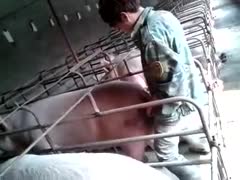 Guy secretly at night fucking female pig on the farm 